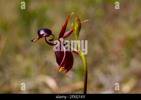 Notevole fiore di orchidee di Caleana Major, la grande orchidea volante, simile a un'anatra in volo, in ambiente naturale sulla Tasmania Foto Stock