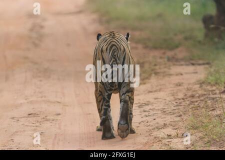 Adulto uomo tigre Bengala camminare sulla giungla safari percorso a Bandhavgarh Tiger Reserve, Madhya Pradesh, India Foto Stock