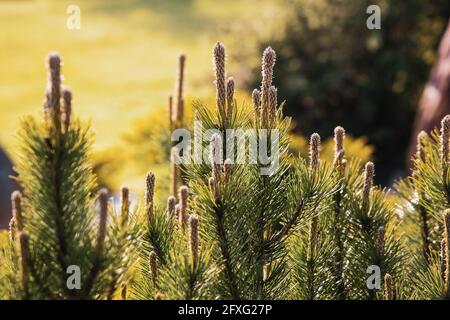 Le giovani gemme di pino in primavera. Pinus sylvestris, pinus nigra, pino di montagna. Pinus Tree in una giornata di sole primavera Foto Stock