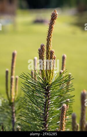 Le giovani gemme di pino in primavera. Pinus sylvestris, pinus nigra, pino di montagna. Pinus Tree in una giornata di sole primavera Foto Stock