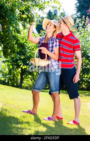 Uomo e donna che raccolgono le mele dal lavoro dell'albero Foto Stock