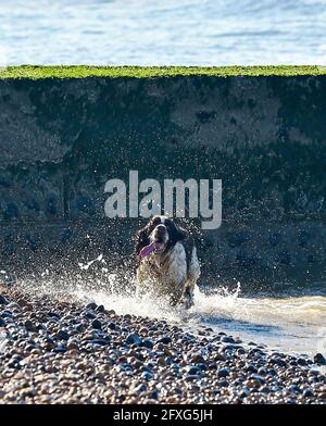 Brighton UK 27 maggio 2021 - questo cane gode di una bella mattina soleggiata sulla spiaggia di Brighton con previsioni meteo più caldo e soleggiato per arrivare oltre il fine settimana di vacanze in banca nel Regno Unito con temperature previste per raggiungere oltre 20 gradi nel Sud-Est : Credit Simon Dack / Alamy Live News Foto Stock