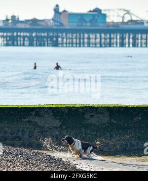 Brighton UK 27 maggio 2021 - questo cane e i nuotatori di mattina presto alle spalle godersi un tuffo in mare al largo della spiaggia di Brighton in una bella mattina con previsioni meteo più caldo e soleggiato per arrivare oltre il fine settimana di vacanze in banca nel Regno Unito con temperature che si prevede di raggiungere oltre 20 gradi Nel Sud Est : Credit Simon Dack / Alamy Live News Foto Stock