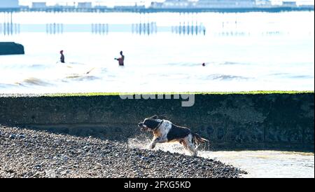 Brighton UK 27 maggio 2021 - questo cane e i nuotatori di mattina presto alle spalle godersi un tuffo in mare al largo della spiaggia di Brighton in una bella mattina con previsioni meteo più caldo e soleggiato per arrivare oltre il fine settimana di vacanze in banca nel Regno Unito con temperature che si prevede di raggiungere oltre 20 gradi Nel Sud Est : Credit Simon Dack / Alamy Live News Foto Stock
