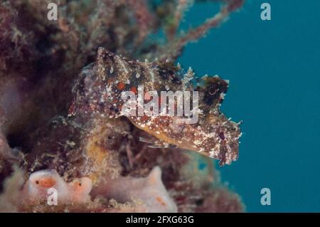 Highfin Fangblenny, Petroscirtes mitratus, Makawwide Wall immersione sito, Lembeh Straits, Sulawesi, Indonesia Foto Stock