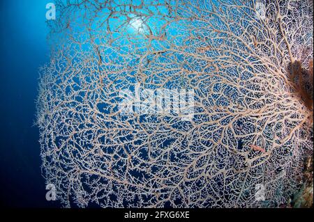 Gorgonian Sea Fan, Annella mollis, con il sole in background, sito di immersione valanghe, Nyata Island, vicino Alor, Indonesia Foto Stock