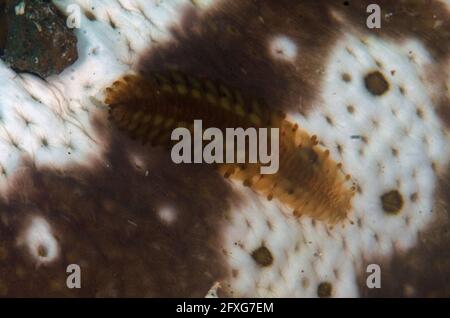 Sea Cucumber Scale Worm, Gastrolepidia clavigera, sul lato inferiore del Cetriolo di Mare, Bohadschia sp, Batu Merah dive site, Lembeh Straits, Sulawesi, Indones Foto Stock