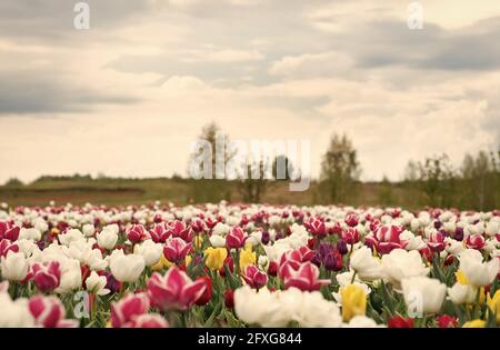 Primavera sfondo floreale. Profumo profumo e profumo. Negozio di fiori. Fiori in crescita. Campagna olandese. Fiori multicolore. Campi di tulipani Foto Stock