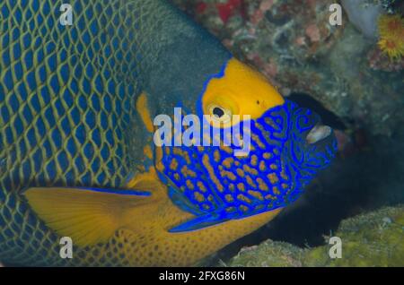 Yellowmask Angelfish, Pomacanthus xanthometopon, immersioni notturne, sito di immersione Arborek Jetty, Arborek Island, Dampier Strait, Raja Ampat, Papua Occidentale, Indonesesi Foto Stock
