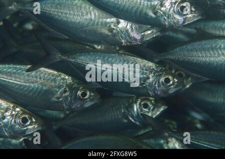 Scuola di aringa SCAD, Aleppes vari, Arborek Jetty sito di immersione, Arborek Island, Dampier Strait, Raja Ampat, Papua occidentale, Indonesia Foto Stock