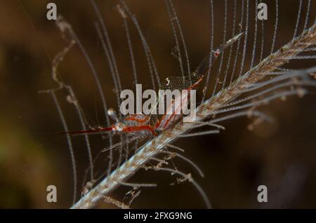 Gamberi gorgoniani traslucidi, psamathe di Manipontonia, con uova su Hydroid, Classe di Hydrozoa, sito di immersione di Batu NiTi Slope, Seraya, Karangasem, Bali, Indone Foto Stock