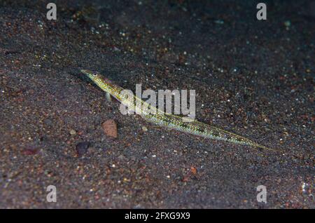 Maschile elegante Sand-Diver, Trichonotus elegans, Bintang Divers sito di immersione, Amed, Karangasem, Bali, Indonesia, Oceano Indiano Foto Stock