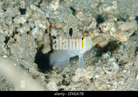 Randall's Shrimpgob, Amblyeleotris randalli, con pinna estesa, sito di immersione Melasti, Amed, Karangasem, Bali, Indonesia, Oceano Indiano Foto Stock