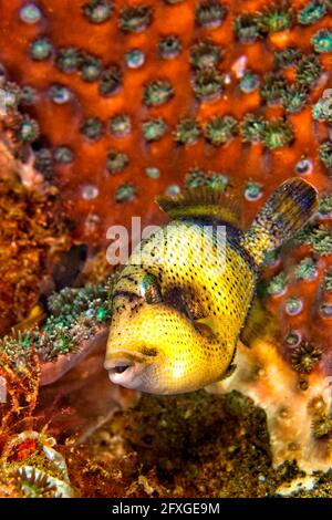 Titan Triggerfish, Balistoides viridesens, Coral Reef, Lembeh, Sulawesi del Nord, Indonesia, Asia Foto Stock