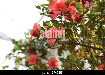 Rhododendron Bunde Schame o Azalea indica Foto Stock