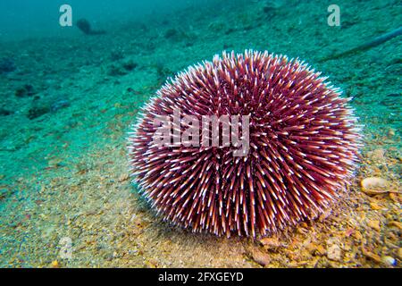 Mare comune Urchin, Paracentrotus lividus, Cabo Cope Puntas del Calnegre Parco Naturale, Mar Mediterraneo, Murcia, Spagna, Europa Foto Stock