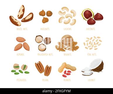 Set di noci brasiliane, nocciole, castagne, mandorle, macadamia, noci, pinoli di cedro, pistacchi, noci pecan, arachidi, cocco. Isolato s Illustrazione Vettoriale