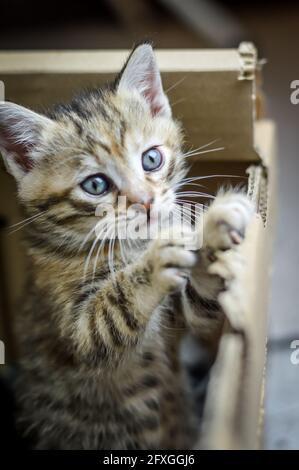 ritratto di un gattino a righe di un mese con due zampe sul bordo della scatola di cartone dove è cresciuto, profondità di fuoco poco profonda Foto Stock