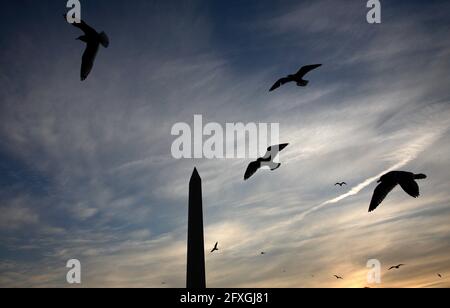 Gabbiani che volano intorno al monumento di Washington, all'alba, durante l'inaugurazione del 2009 gennaio 20 di Barack Obama come presidente degli Stati Uniti. Foto Stock