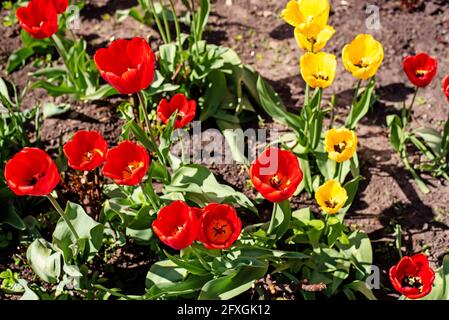 I tulipani in fiore con foglie verdi crescono sul letto fiorito Foto Stock