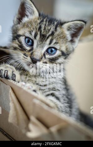 ritratto di un gattino a righe di un mese di età appoggiato con una zampa sul bordo della scatola di cartone, profondità di fuoco poco profonda Foto Stock