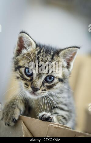 ritratto di un gattino a righe di un mese di età appoggiato con una zampa sul bordo della scatola di cartone, profondità di fuoco poco profonda Foto Stock