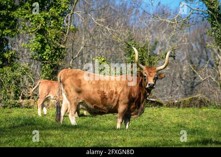 Una mucca della razza bovina conosciuta come Cachena altamente Apprezzato in Galizia Foto Stock