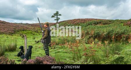 North Yorkshire, Inghilterra Regno Unito - una pistola su un fagiano di monte moro durante una condotta grouse sparare con i suoi cani Foto Stock