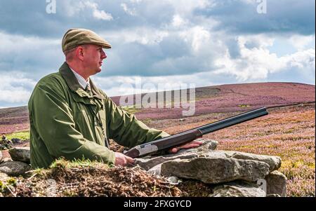 North Yorkshire, Inghilterra UK - UNA pistola su una brughiera durante una sparatoria guidata Foto Stock