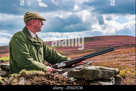 North Yorkshire, Inghilterra UK - UNA pistola su una brughiera durante una sparatoria guidata Foto Stock