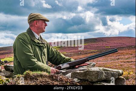 North Yorkshire, Inghilterra UK - UNA pistola su una brughiera durante una sparatoria guidata Foto Stock