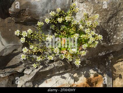 Una pianta costiera intorno al Regno Unito, Scurvygrass comune si trova di solito nelle paludi saline e sulle scogliere e le pareti del mare. Foto Stock