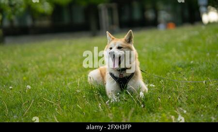 Ritratto del cane verde superficie Germania, all'aperto, cane, giorno, marrone Foto Stock