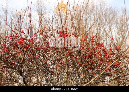 bacche di biancospino su un albero senza foglie contro un cielo blu. Vista autunnale. Foto Stock