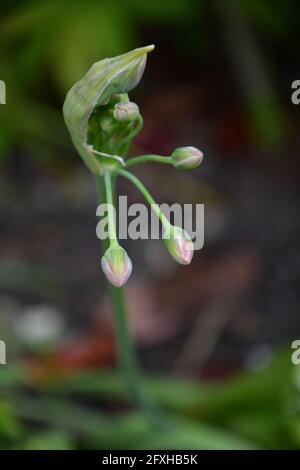 Nectaroscordum siculum, questo fiore consiste di molti gambi di gemme sparsi da un germoglio comune, puramente bello e spazio floreale pacifico Foto Stock