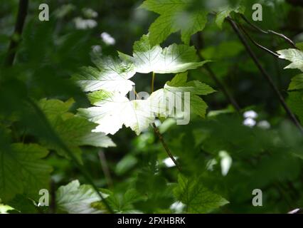 Foglie di albero e Sunbeam Regno Unito Foto Stock