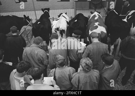 Per la prima volta all'asta di bovini (in Zwolle), 14 ottobre 1987, VEE, aste, I Paesi Bassi, foto agenzia stampa del XX secolo, notizie da ricordare, documentario, fotografia storica 1945-1990, storie visive, Storia umana del XX secolo, che cattura momenti nel tempo Foto Stock