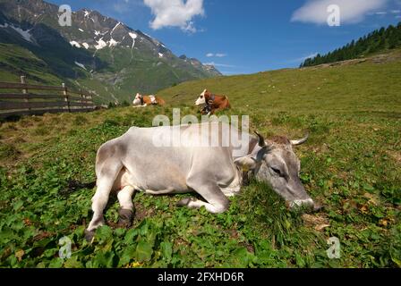 Mucche (Bos taurus) adagiate in Val Passiria (Passeiertal), Trentino-Alto Adige, Italia Foto Stock
