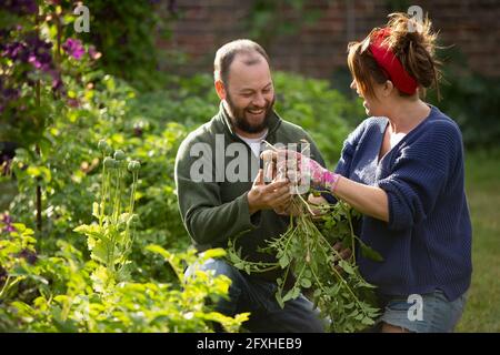 Coppia che raccoglie patate fresche fingerling in giardino di verdure estivo Foto Stock