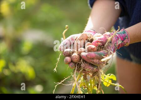 Primo piano donna che tiene patate fresche raccolte in un giardino soleggiato Foto Stock