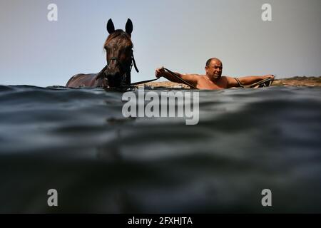 Bahar IC Caghaq. 27 maggio 2021. Un cavallo da corsa è addestrato a nuotare in mare nella città di Bahar IC-Caghaq, Malta, il 26 maggio 2021. Credit: Jonathan Borg/Xinhua/Alamy Live News Foto Stock