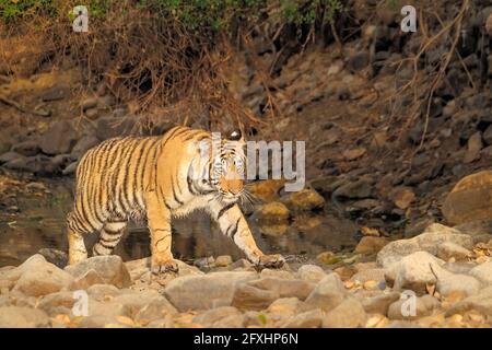Tiger Bengala (Panthera tigris tigris) al foro di irrigazione. Ranthambore National Park, India Foto Stock