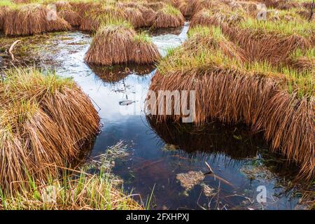 Soffice e bellissimo prato Peat Bog a Blue Swamp Lake Water Foto Stock