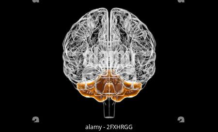 Anatomia cerebrale cerebellare per l'illustrazione 3D del concetto medico Foto Stock