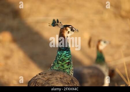 Il grande pavone indiano. Girato mentre su un safari al parco di Sariska Naitonal, Rajasthan, India. Foto Stock