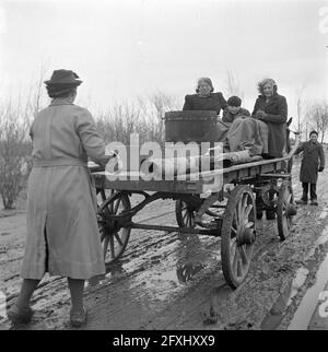 Wieringermeerpolder, 8 dicembre 1945, Paesi Bassi, foto agenzia stampa del XX secolo, notizie da ricordare, documentario, fotografia storica 1945-1990, storie visive, Storia umana del XX secolo, che cattura momenti nel tempo Foto Stock