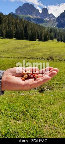 Una manciata di frutta secca con le Dolomiti sullo sfondo Foto Stock