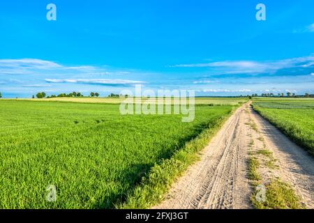 Cielo blu, strada e campo con erba verde in primavera, paesaggio di campagna Foto Stock