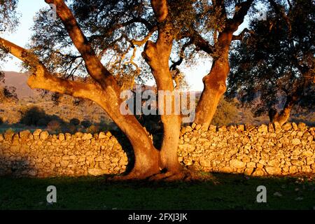 giovani lecci che crescono accanto al muro di pietra a dehesa De Extremadura Foto Stock