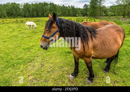 Bellissimi cavalli sul campo, paesaggio rurale in primavera scenario Foto Stock